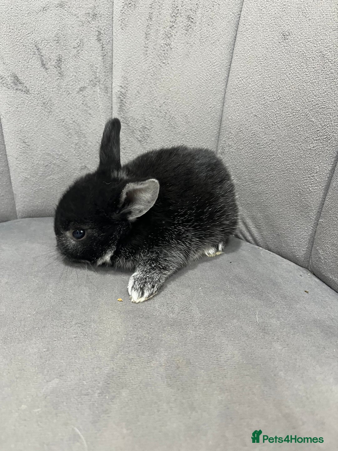 Dwarf Lop rabbits for sale: Beautiful litter of baby bunnies. - Advert 5