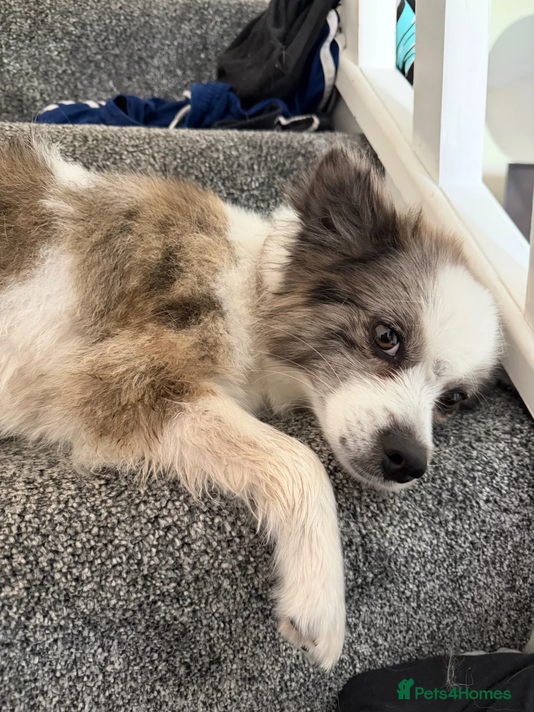 Pomsky dogs for sale: 1 year old Pomsky female snow, fully trained - Advert 2