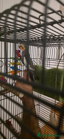 Cockatiels birds - Advert 1