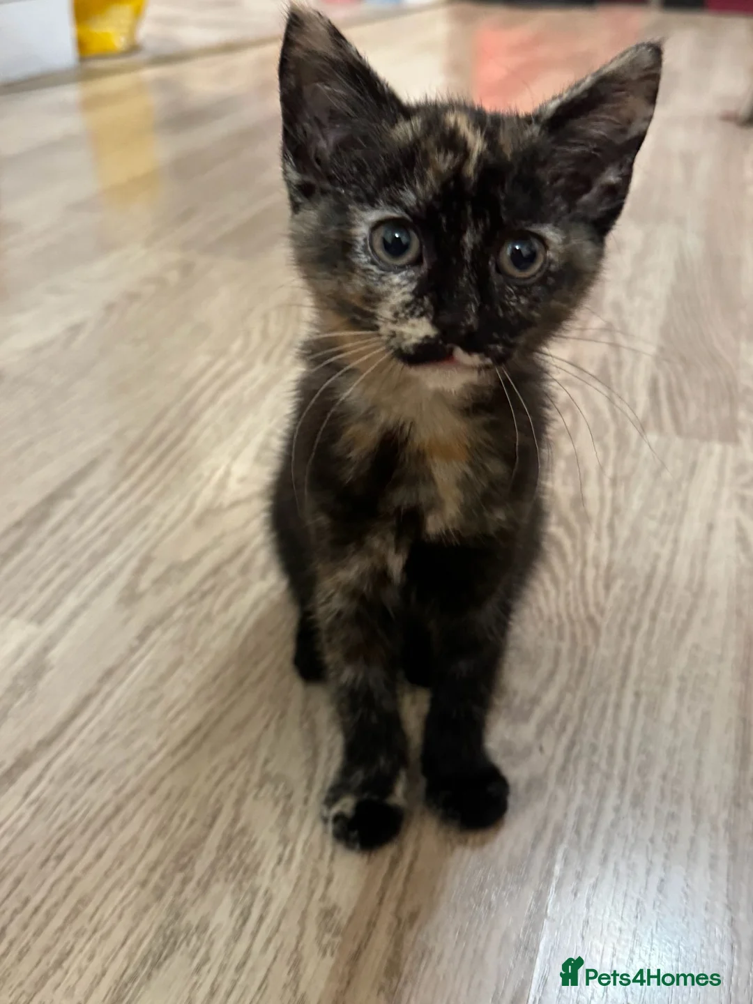 Mixed Breed cats for sale: 2 cute kittens for sale  in Ilford - Advert 2