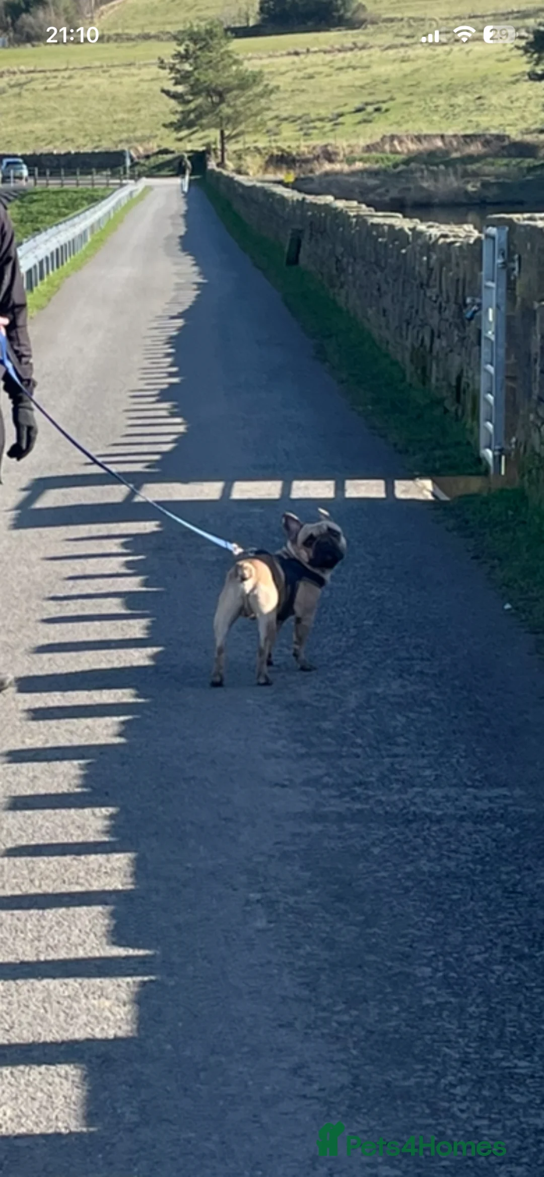 French Bulldog dogs for sale: Buddy  - Advert 2