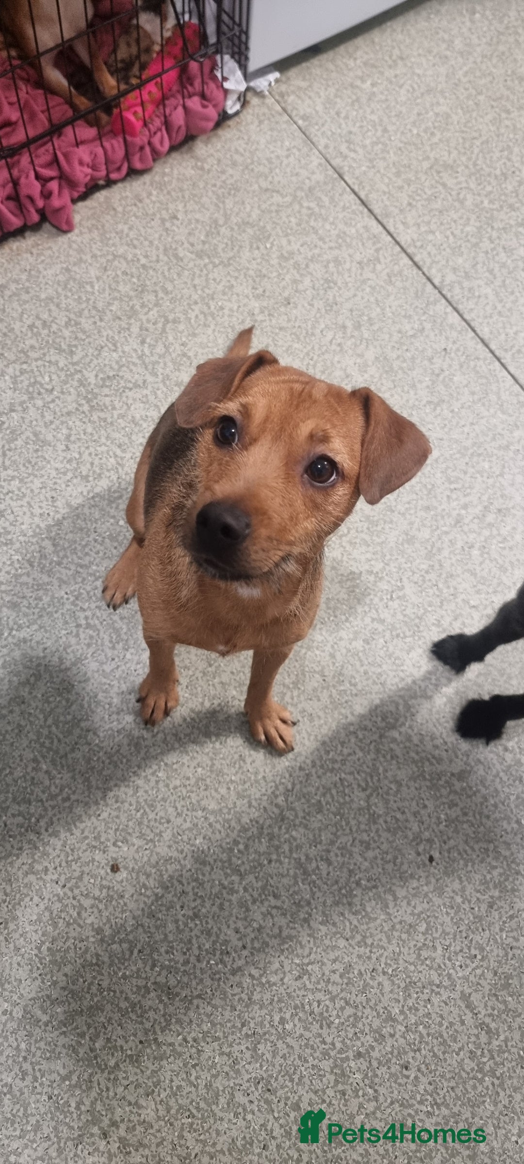 Patterjack dogs for sale: 2 Female Patterjacks - Image 1
