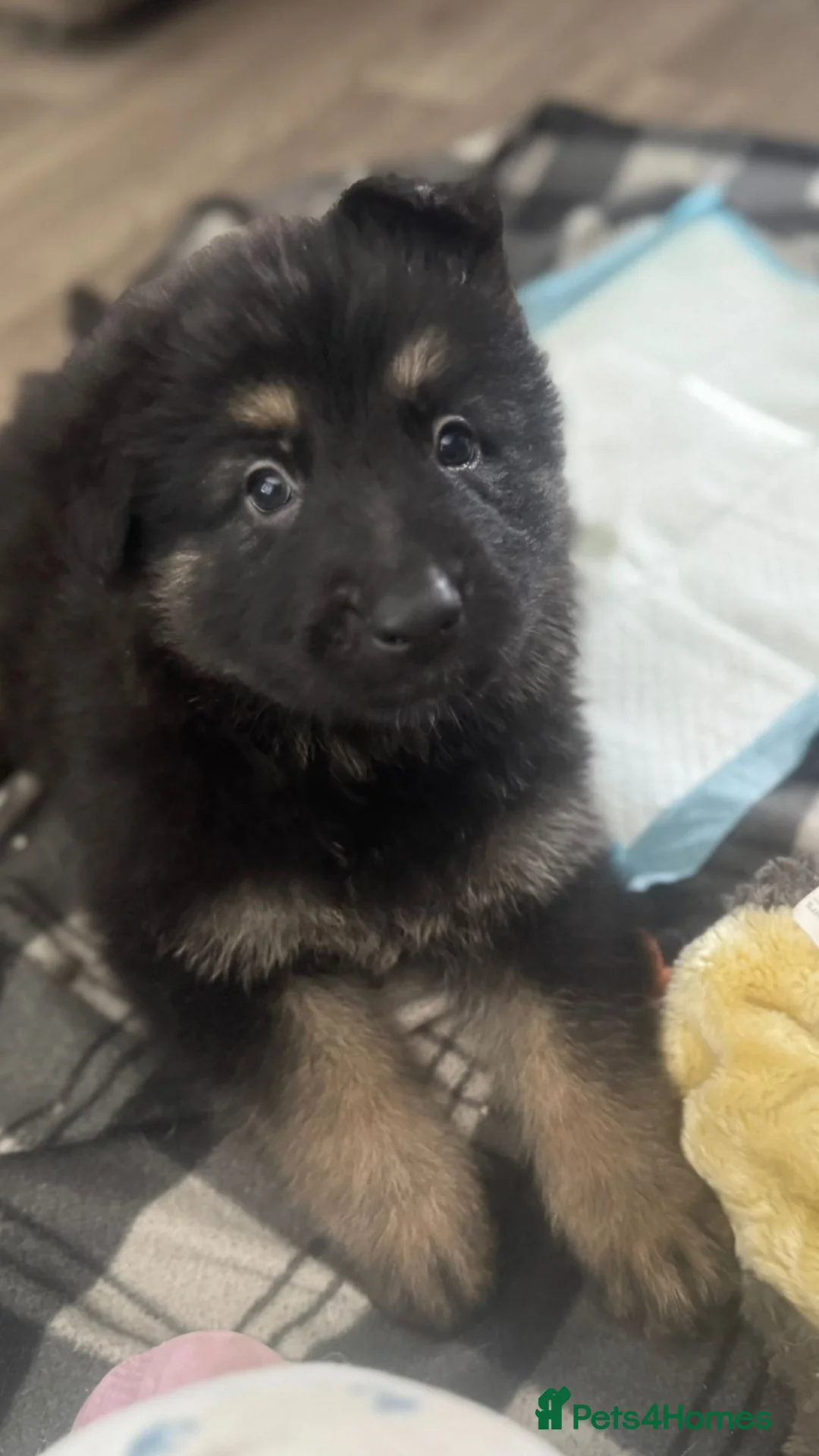 German Shepherd dogs for sale: German shepherd male puppys in Aberdeen - Advert 2