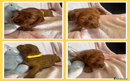 Irish Doodle dogs for sale: Gorgeous Miniature F1 Irish Doodles - Image 18