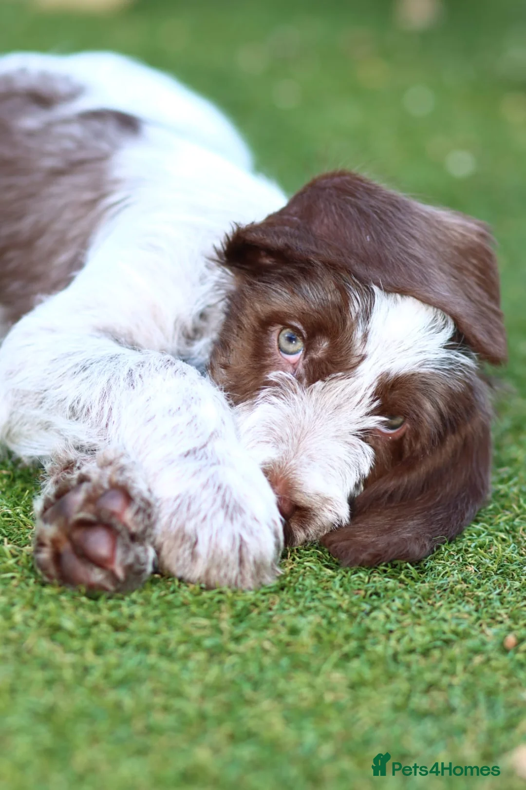 Gallery Image {{count}}