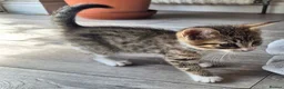 Mixed Breed cats for sale: Beautiful female kitten  - Advert 5