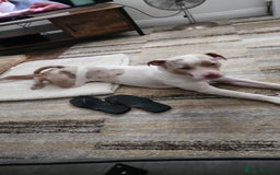Staffordshire Bull Terrier dogs for sale: Gorgeous boy - Image 2