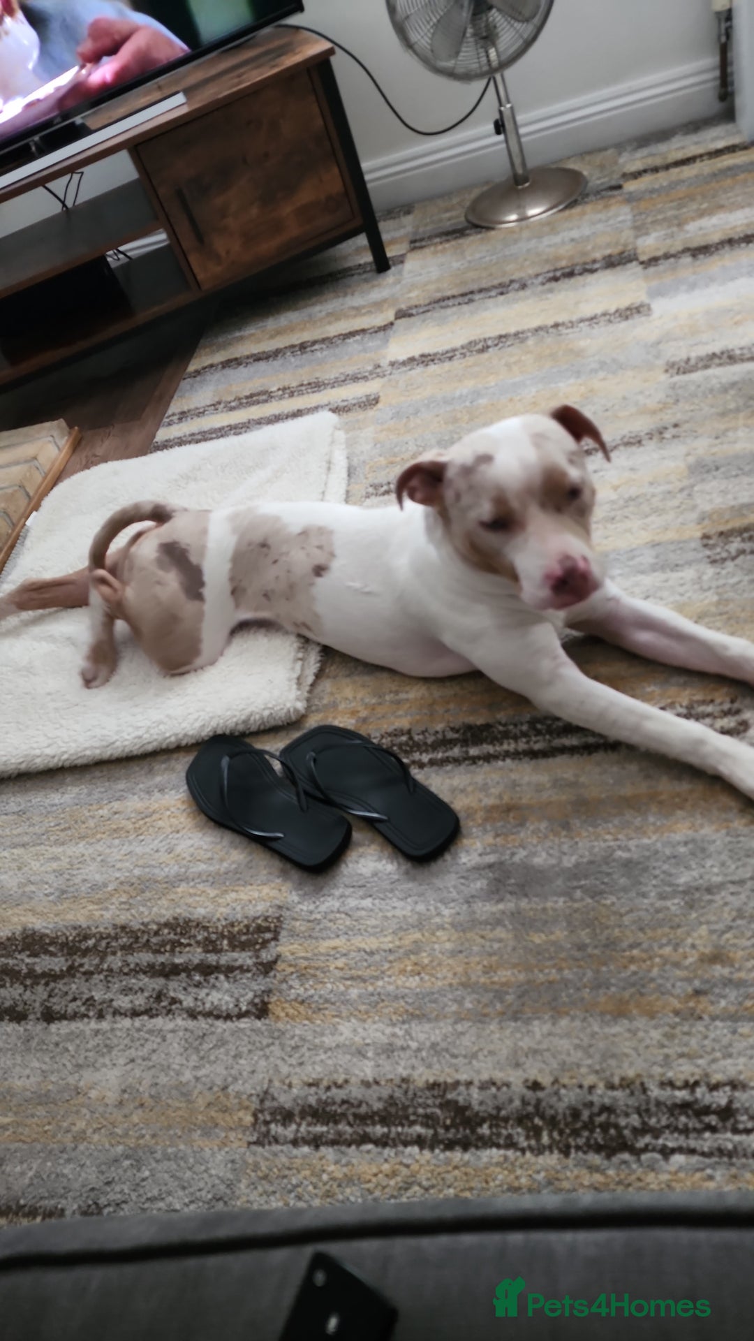Staffordshire Bull Terrier dogs for sale: Gorgeous boy - Image 2