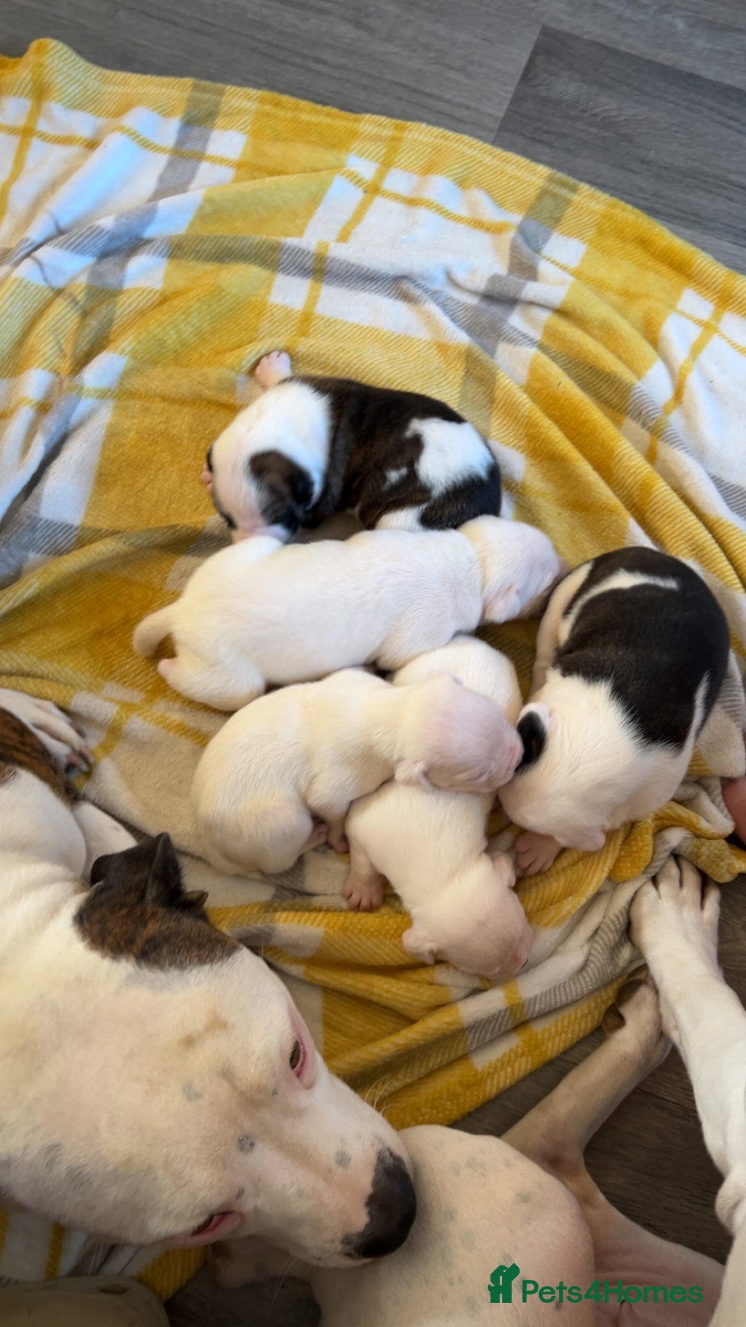 Mixed Breed dogs for sale: American bulldog x Staffy pups  - Image 11