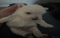 Mixed Breed dogs for sale: westie /wauzers - Advert 6