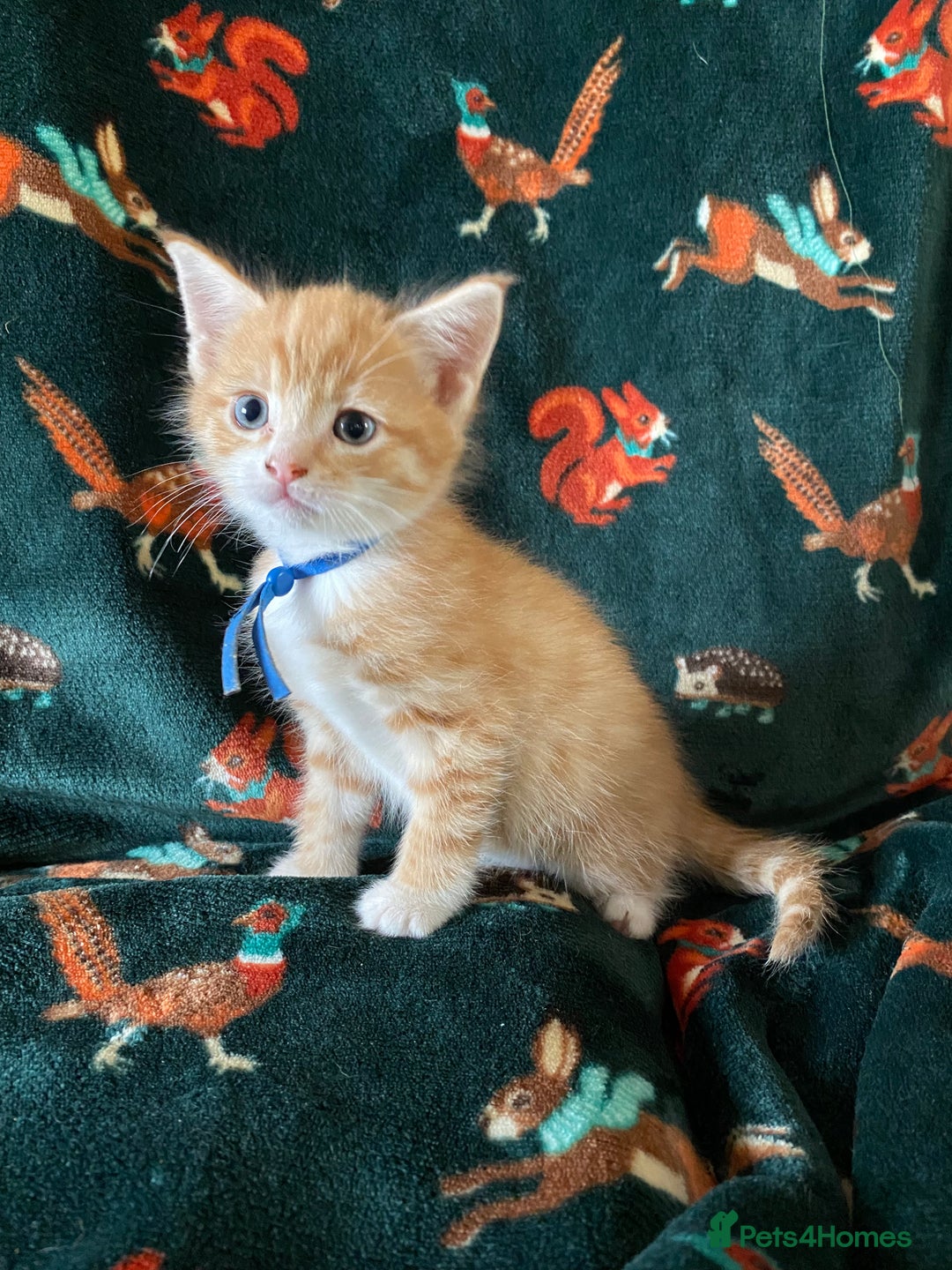 Mixed Breed cats for sale: Maine Coon, BSH, moggy mash ups - Advert 14