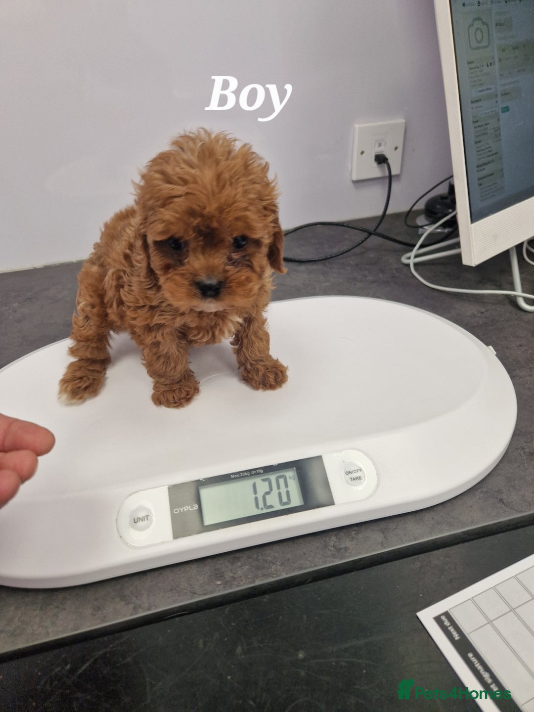 Cavapoo dogs for sale: Fox Red Cavapoo F1 Puppies  - Image 32