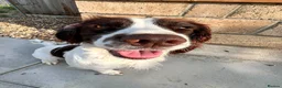 English Springer Spaniel dogs for sale: Two fabulous springer spaniels girls - Advert 12