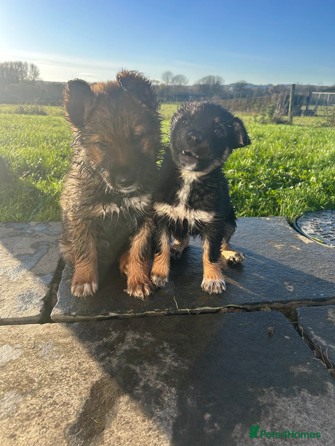 Mixed Breed dogs for sale: Gorgeous litter of Shollie puppies for sale - Advert 4