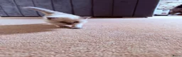 Ragdoll cats for sale: Pure ragdoll kittens  in Bristol - Advert 9