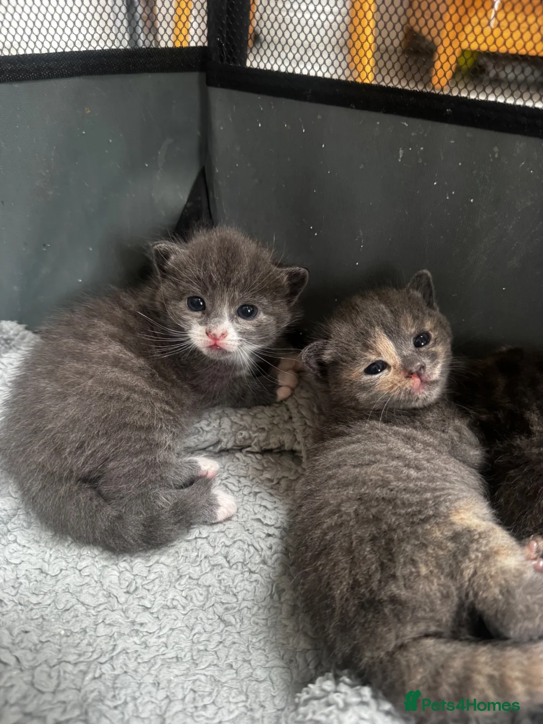 Mixed Breed cats for sale: 4 gorgeous grey kittens - Advert 1