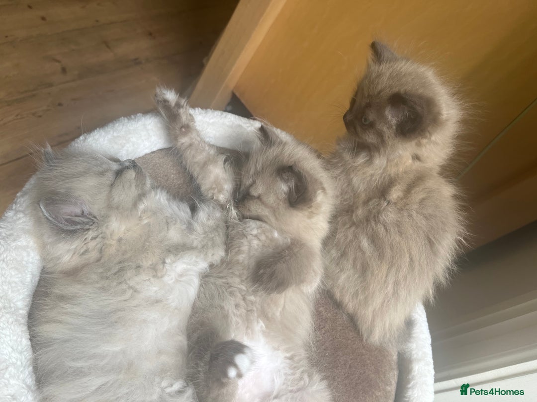 Ragdoll cats for sale: Pedigree Mink Ragdoll kittens  - Image 15