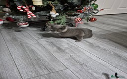British Shorthair cats for sale: Beautiful British Shorthair Female - Advert 2