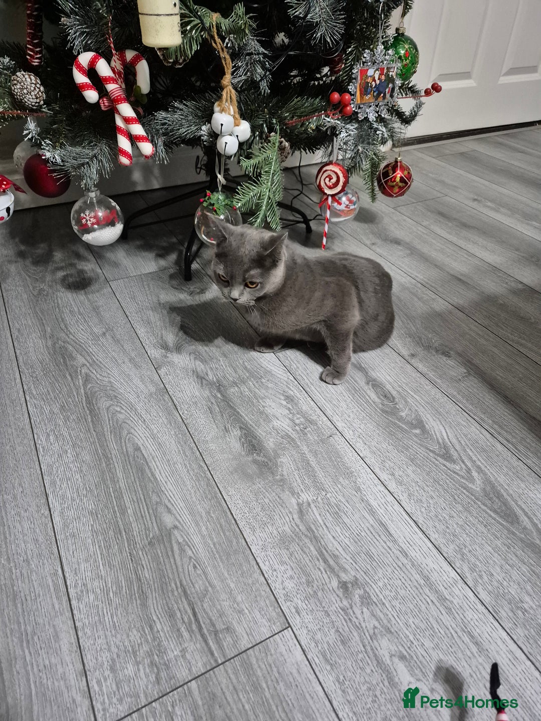 British Shorthair cats for sale: Beautiful British Shorthair Female - Advert 2