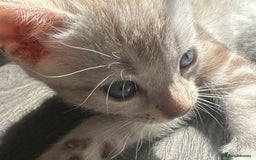 Bengal cats for sale: Snow Mink/Brown Rossette Blue Eyed Bengals - Image 14