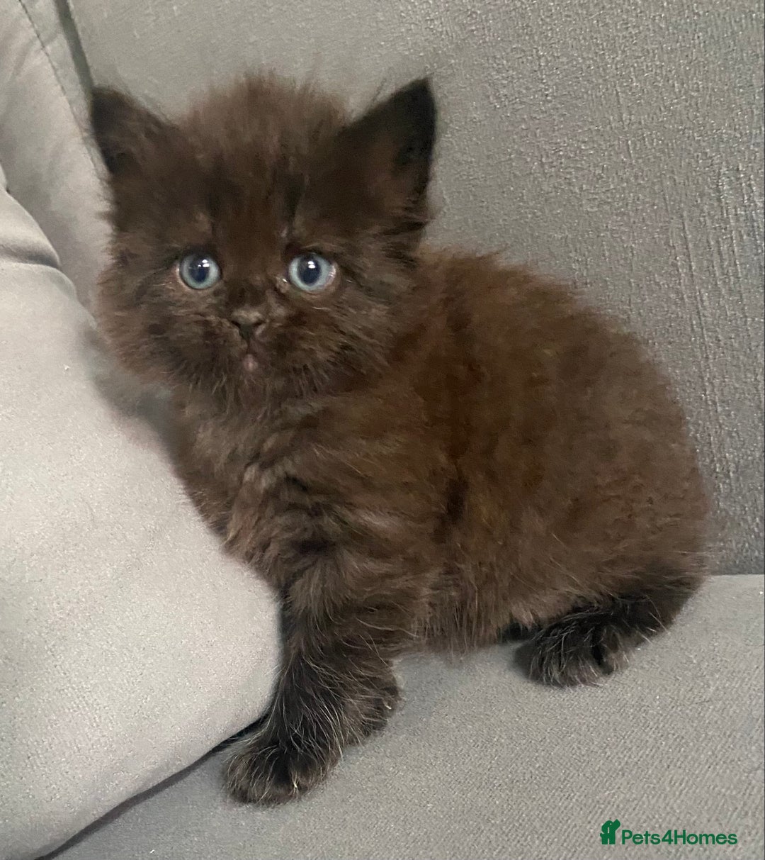Siberian cats for sale: Siberian Kittens Neva Masquerade White - Image 22