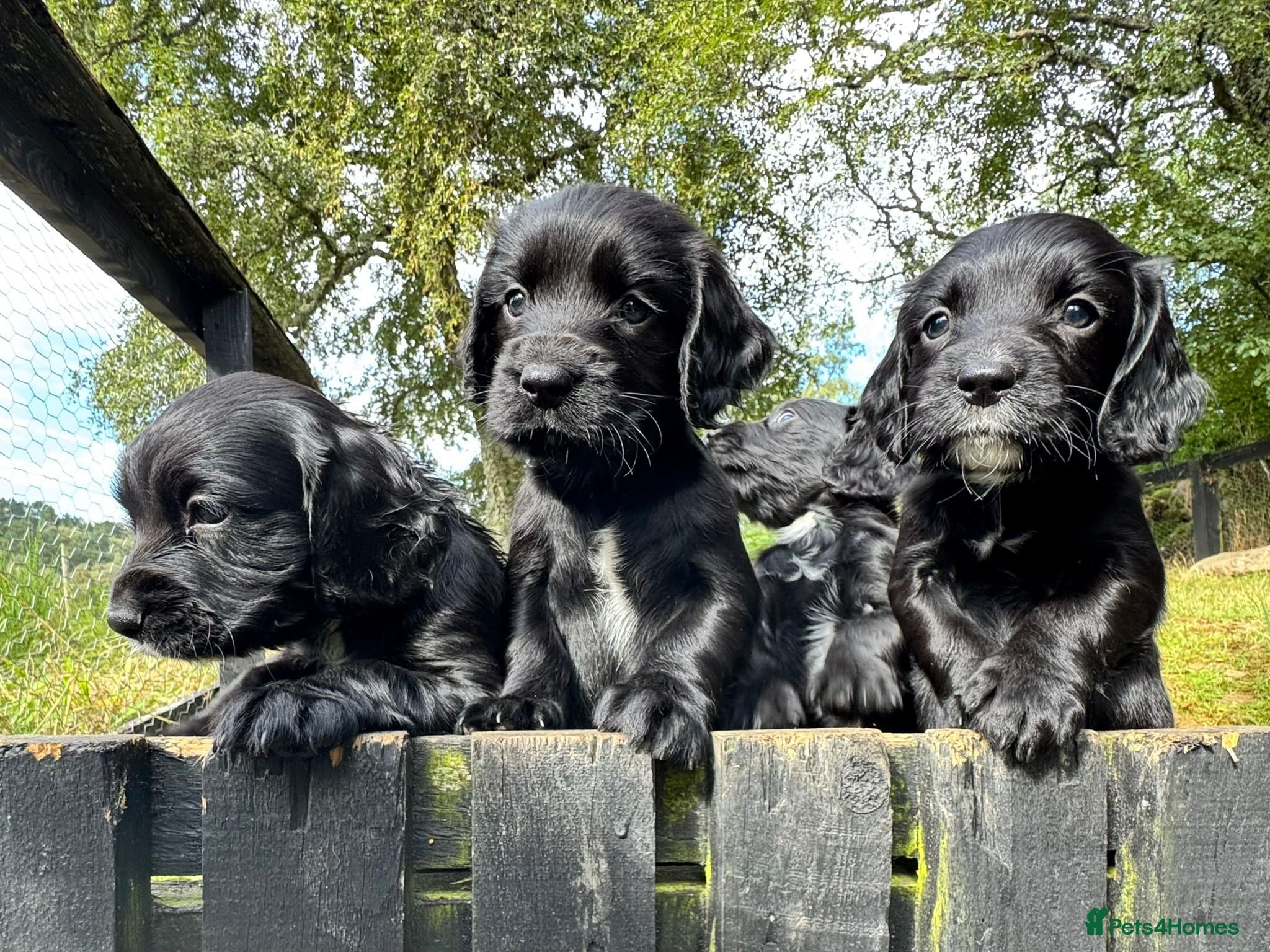 Sprocker dogs Sprocker puppies make ideal pets! - Advert 15