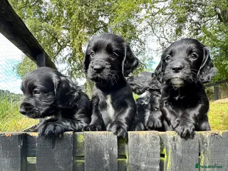 Sprocker dogs Sprocker puppies make ideal pets! - Advert 15