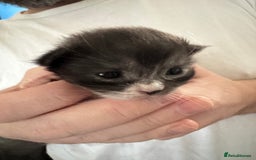 Maine Coon cats for sale: 5 Maine coon x Ragdoll kittens.  - Image 7