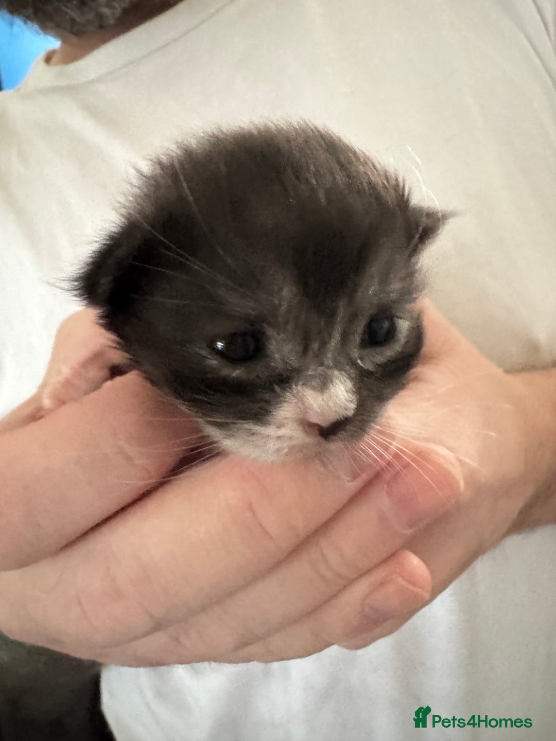 Maine Coon cats for sale: 5 Maine coon x Ragdoll kittens.  - Image 7