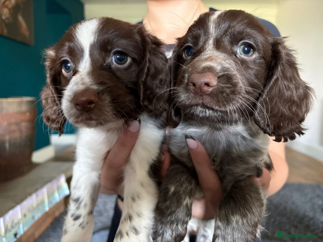 Sprocker dogs for sale: Sprocker Puppies! 🐾 - Advert 8