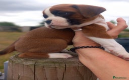 Boxer dogs for sale: Beautiful chunky Boxer puppies - Image 8