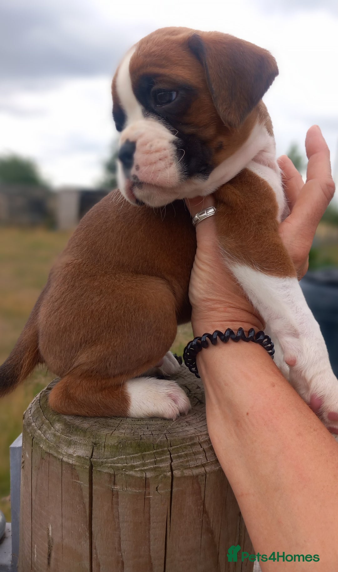 Boxer dogs for sale: Beautiful chunky Boxer puppies - Image 8