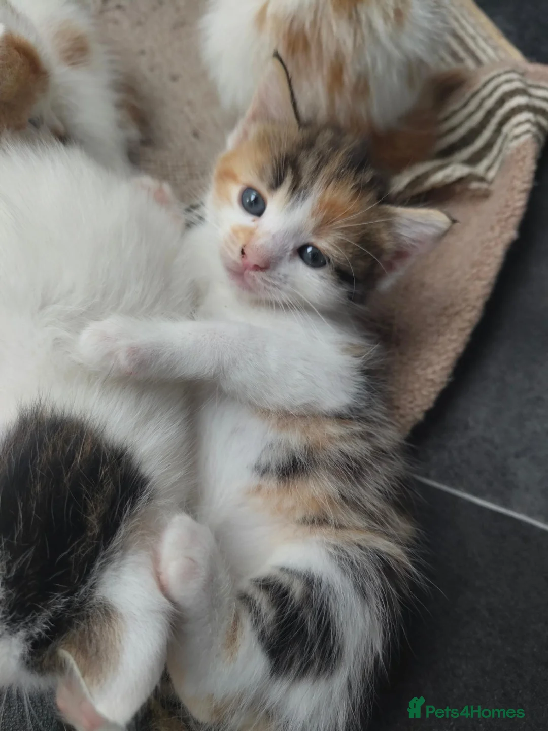 American Shorthair cats for sale: American short hair kittens  - Advert 2