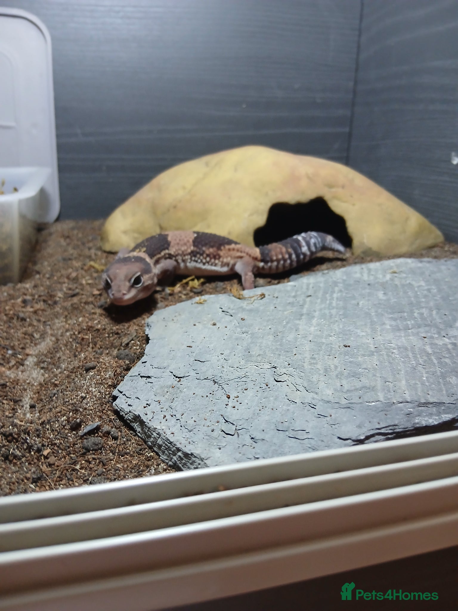 Lizard reptiles Multiple lizards !!PLEASE READ DESCRIPTION!!!  - Advert 2