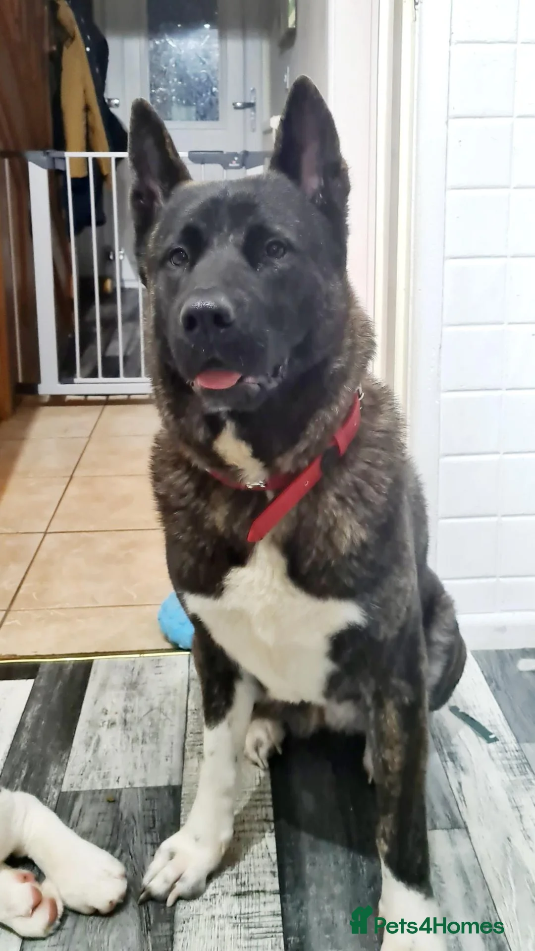 Akita dogs for sale: Rehoming, gentle and playful in Atherstone - Advert 2