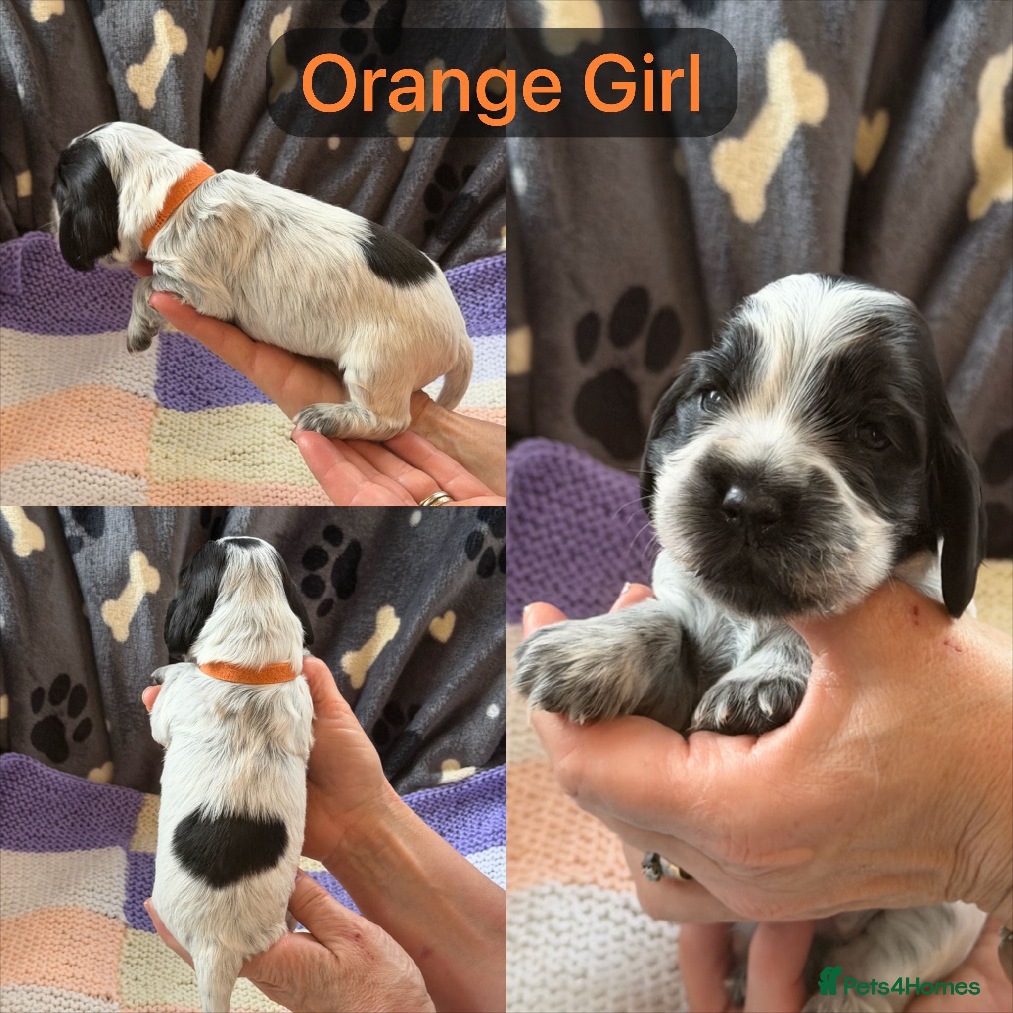 Cocker Spaniel dogs Kc, hip/Elbows, eye, dna clear parents - Advert 2