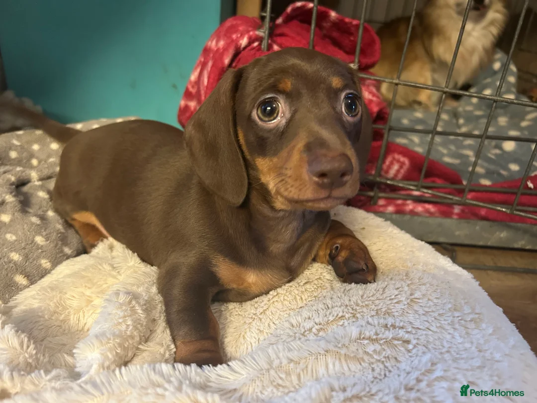 Dachshund dogs for sale: Gorgeous little girl dachshund  in Leighton Buzzard - Advert 2