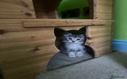 Kurilian Bobtail cats for sale: Rare pure breed Kurilian bobtail kittens available - Advert 13