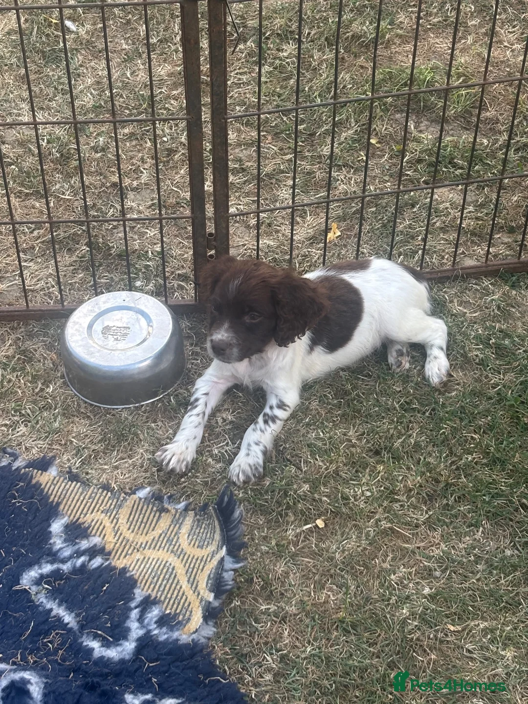 English Springer Spaniel dogs for sale: KC registered Liver and White Bitch puppy  - Advert 4