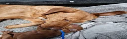 Labrador Retriever dogs for sale: Fox Red Labrador Puppies - Advert 3