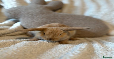 Mini Lop rabbits - Advert 10