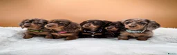 Miniature Dachshund dogs for stud: STUNNING MINIATURE DACHSHUND AVAILABLE AT STUD  - Advert 3