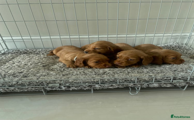 Cocker Spaniel dogs - Advert 8