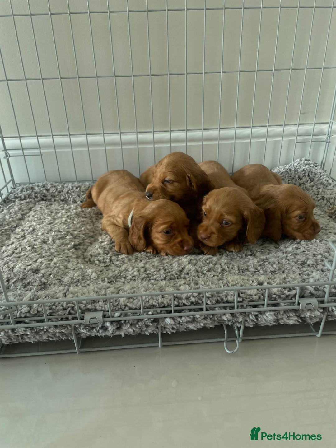 Cocker Spaniel dogs for sale: Cocker Spaniel puppies (ready 18/7/25) - Image 1