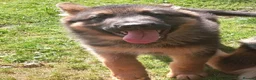 German Shepherd dogs for sale: German shepherd puppys  in Saint Austell - Advert 5