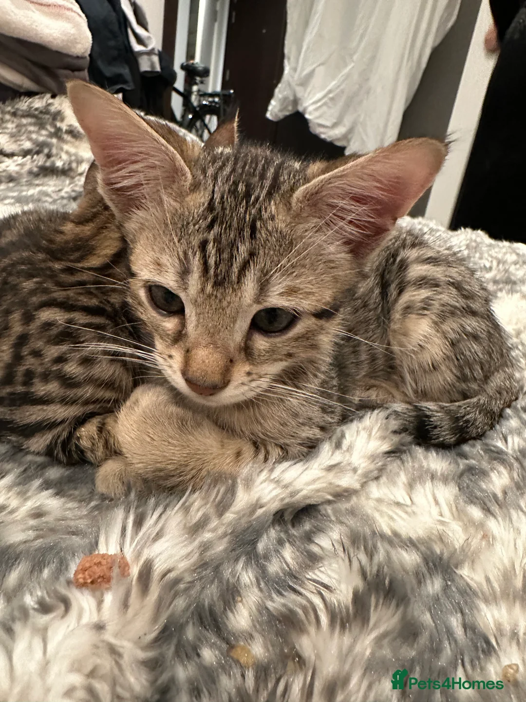 Bengal cats for sale: Sepia Bengal X Savannah kittens Extremely rare  - Advert 5
