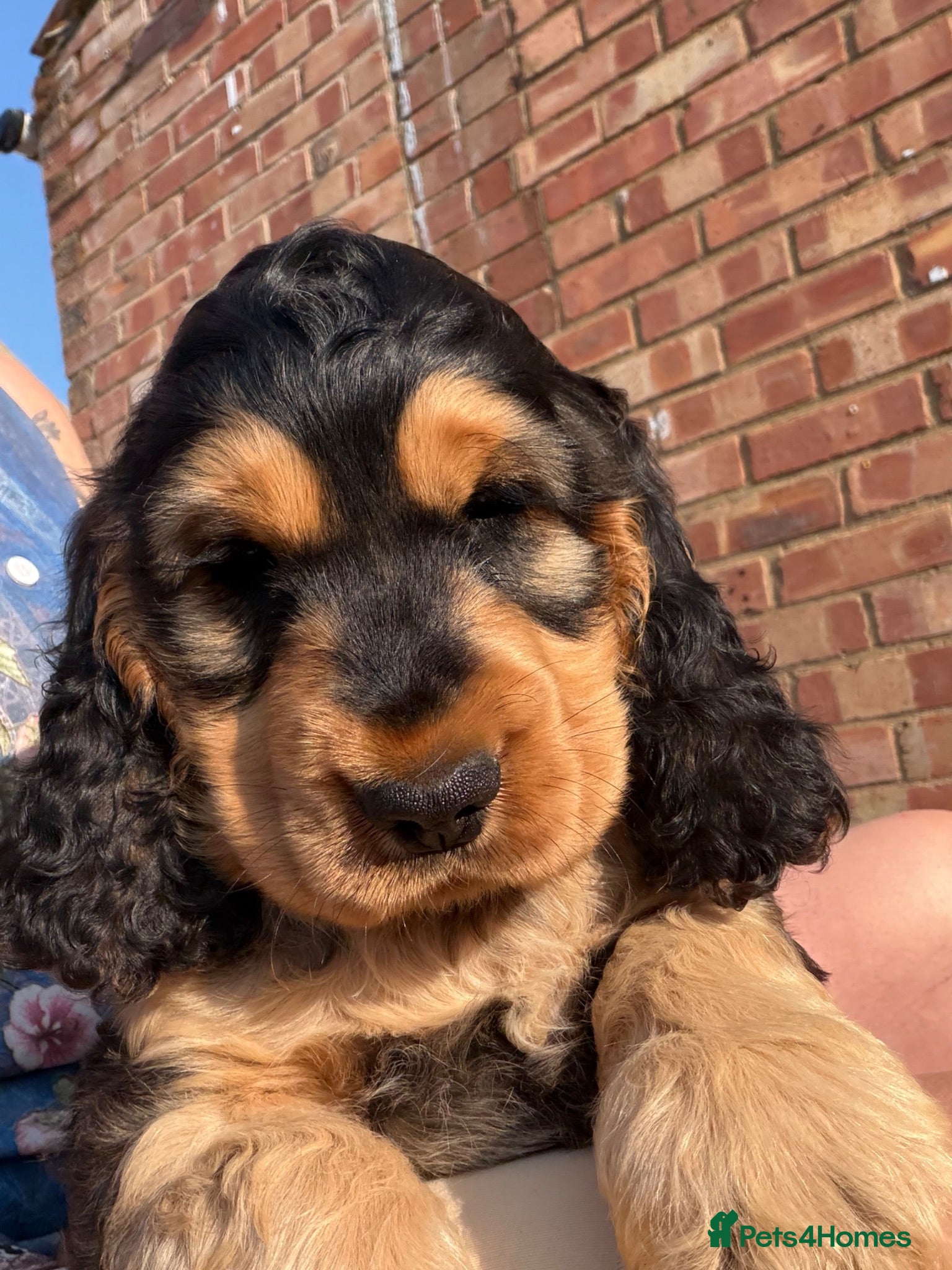 Cocker Spaniel dogs Stunning English show type cocker puppies  - Advert 1
