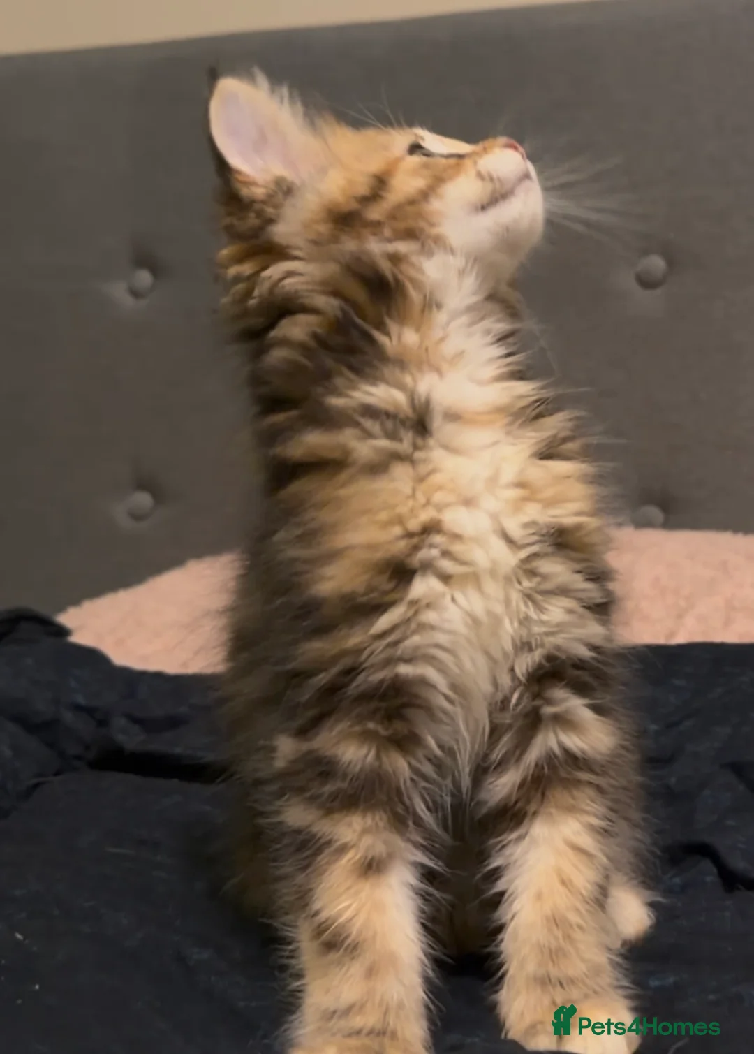 Maine Coon cats for sale: Last Gorgeous Affectionate Maine Coon Cross Kitten - Advert 14