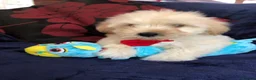 Maltipoo dogs for sale: Maltipoo puppies forsale - Advert 16