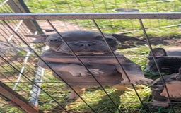 French Bulldog dogs for sale: French bulldog puppies!!! - Image 3